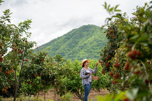 Harvest Rambutan by Smart woman Farmer in Rambutan fruit organic farm