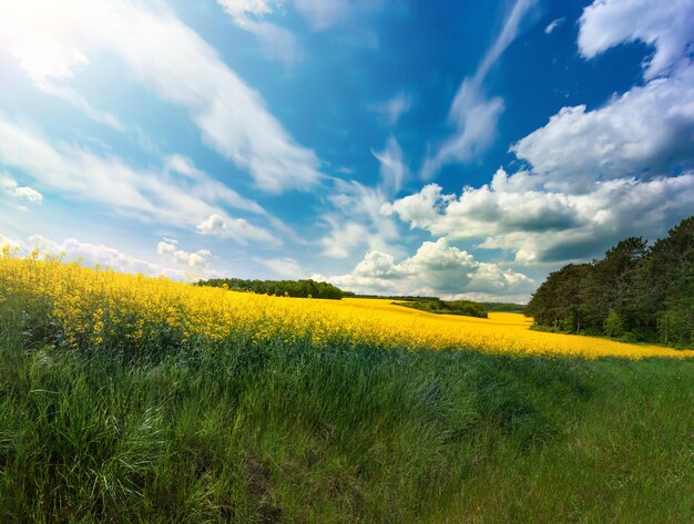 Photo harvest ready canola field under blue cloudy sky sunny day