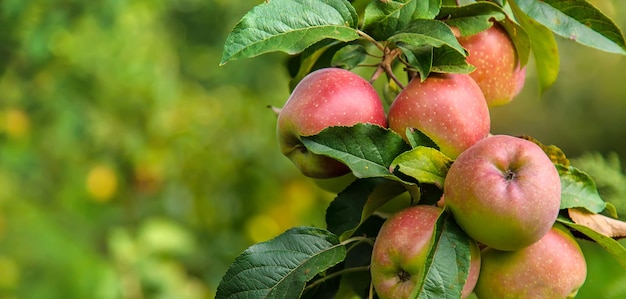 Harvest of red apples on a tree in the garden Selective focus