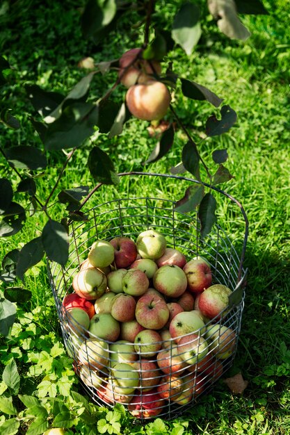 Raccogli belle mele mature in un cesto sotto l'albero. vitamine dalla natura. verticale.