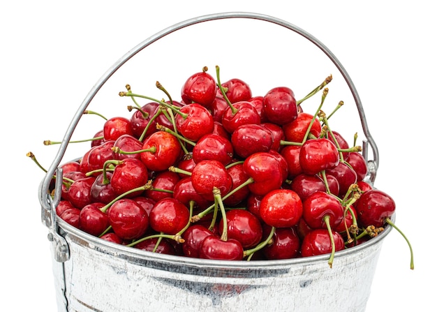 Harvest ripe cherries in a bucket isolated on white background
