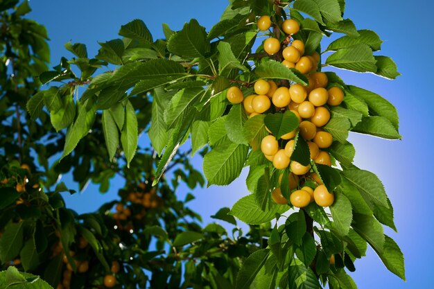 Harvest of ripe cherries of a tree