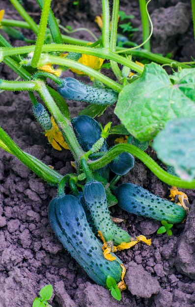 Harvest ripe cucumber in the garden in summer