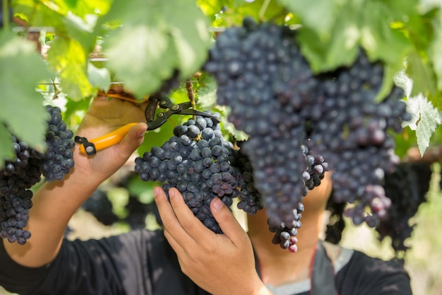 Harvest ripe grapes hanging on tree