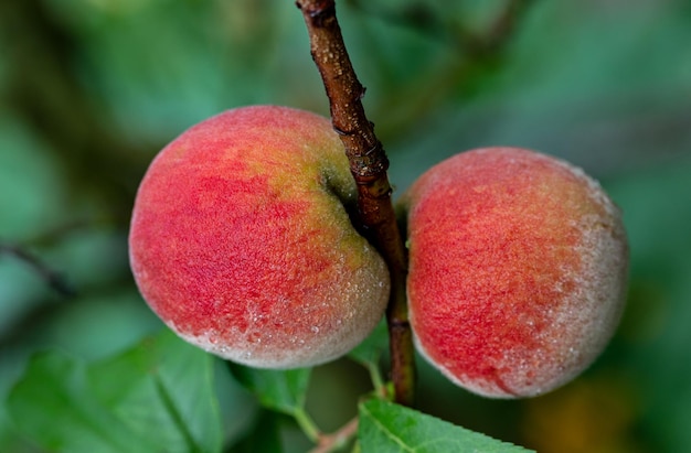 Harvest of ripe peaches on a green background