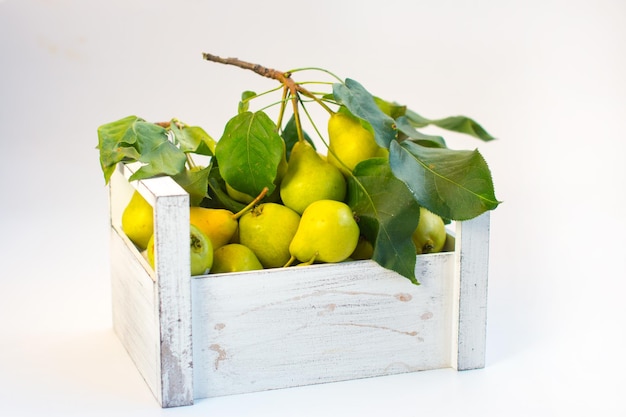 Harvest of ripe pears in a basket Autumn harvest on a white background