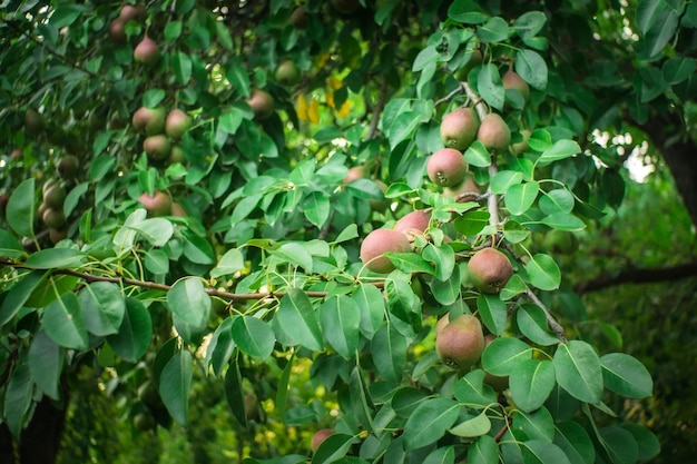 木の枝に熟した梨を収穫する有機フルーツ果物栽培