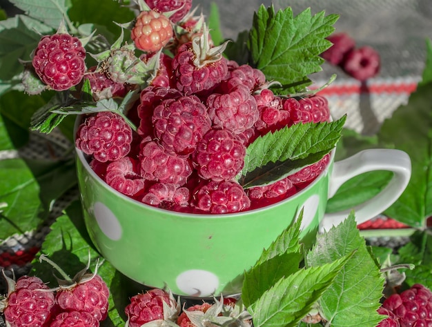 Harvest ripe raspberries in nature