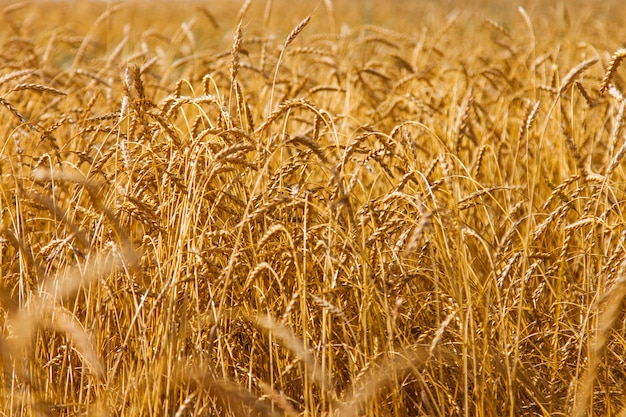 Harvest: ripe wheat grows in the field. Golden grain close-up