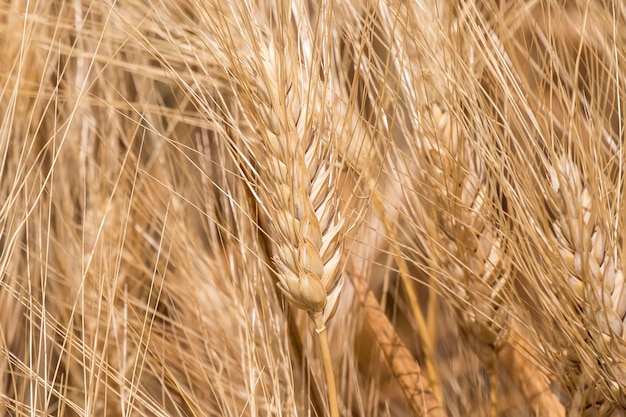 Harvest of ripe wheat