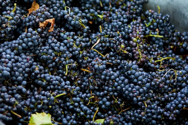 Harvest of ripe wine grapes prepare for pressing