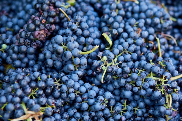 Photo harvest of ripe wine grapes prepare for pressing