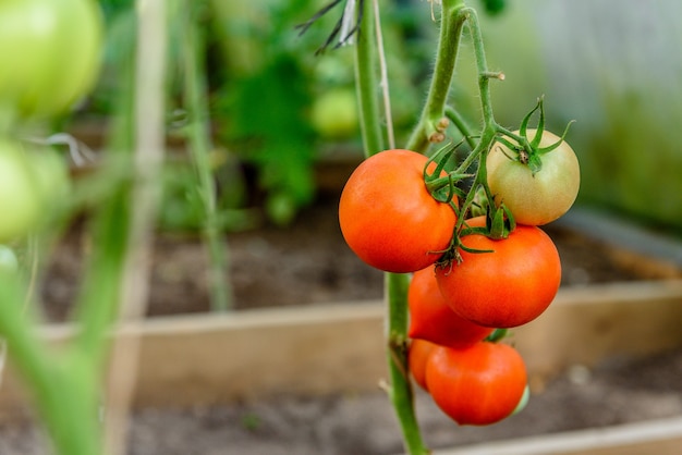 Harvest ripening of tomatoes in greenhouse.