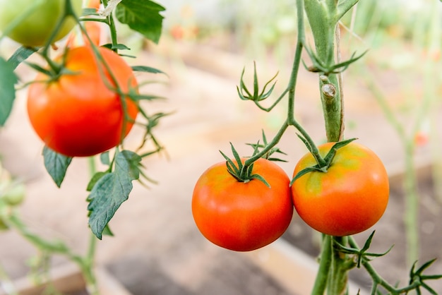 Harvest ripening of tomatoes in greenhouse.