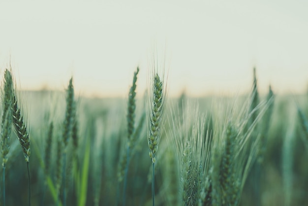 Harvest Rye field in the evening sun