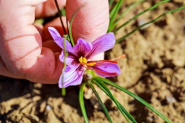 Harvest of saffron flowers in the field. The most expensive spice.