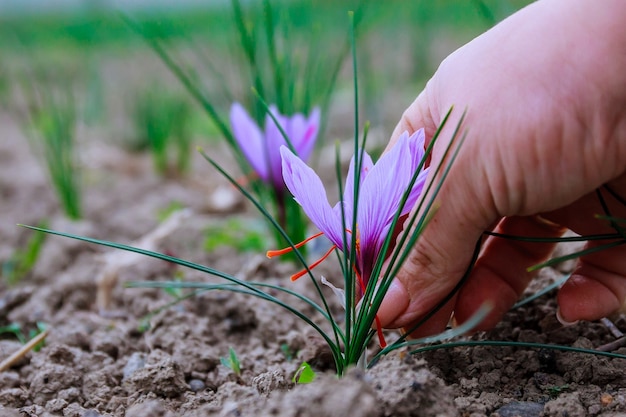 Raccolto di fiori di zafferano nel campo. la spezia più costosa.