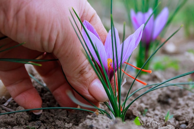 畑でのサフランの花の収穫。