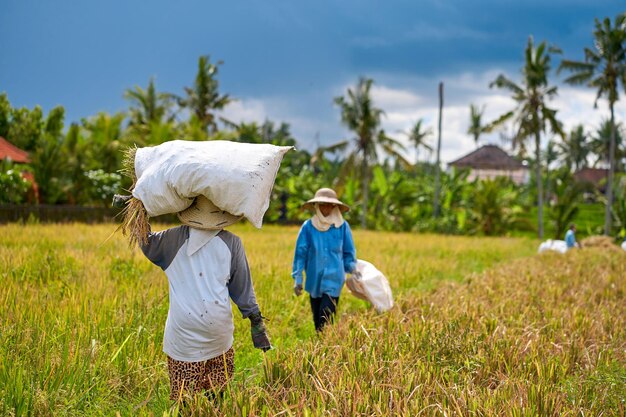 写真 米畑で収の季節 アジアの農夫は切り取った米の袋を頭の上に背負っています