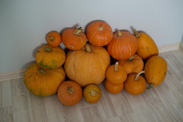 The harvest season is pumpkins. There are many different pumpkins in the pile.