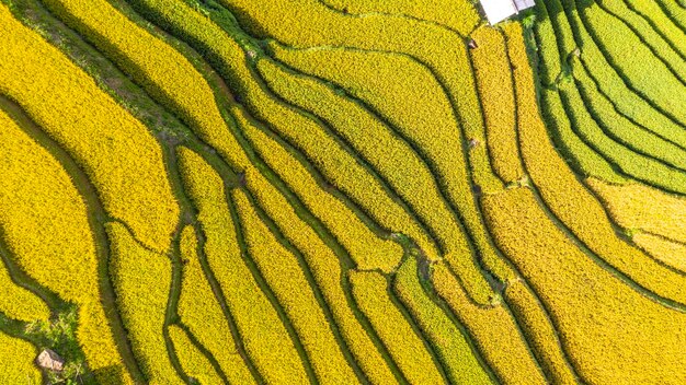 Harvest season of ripe rice on terraced fields in mu cang chai yen bai vietnam