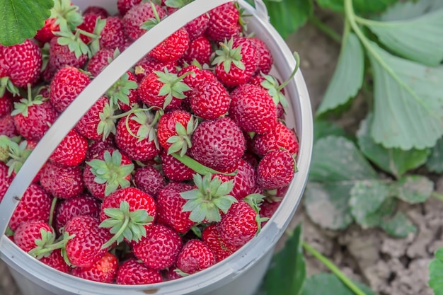 Harvest strawberries in a bucket in nature