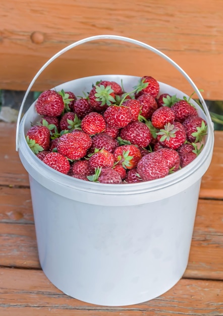 Harvest strawberries in a bucket in nature