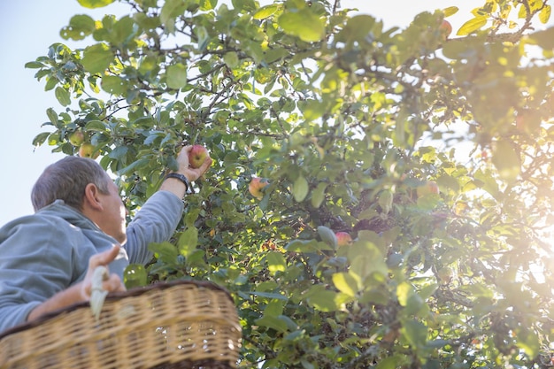 Foto tempo di raccolta melo persona non riconosciuta agricoltore è pronto a cogliere sotto un melo in un cestomans mano che raccoglie delicatamente una melameleto