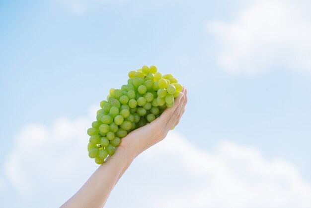 수확 시간, 인간의 손에 있는 신선한 포도. 하늘 배경에 잘 익은 즙이 많은 포도