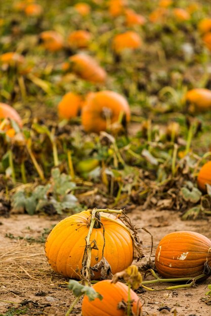 Harvest time on a large pumpkin farm.