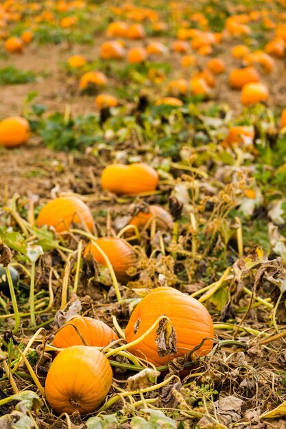 Harvest time on a large pumpkin farm.