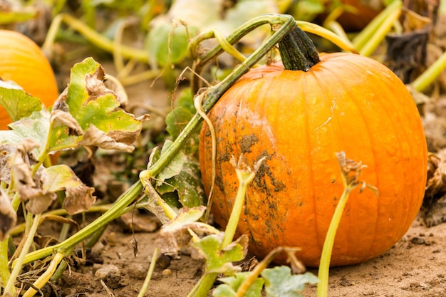 Harvest time on a large pumpkin farm.