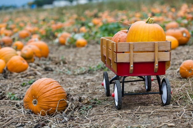 Harvest time on a large pumpkin farm.