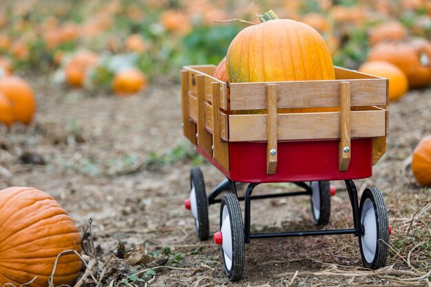 Harvest time on a large pumpkin farm.