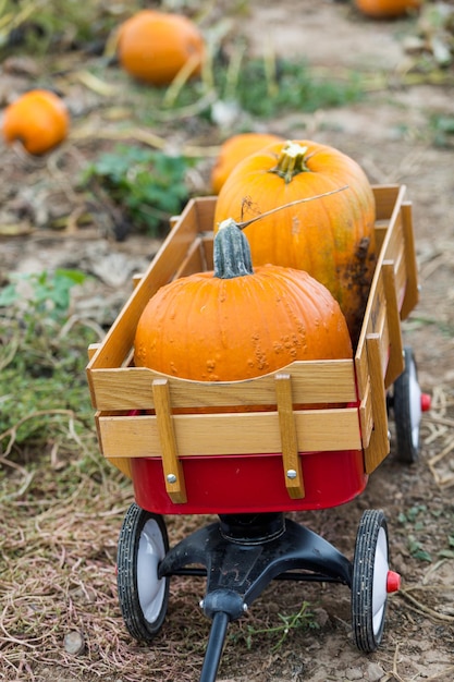 Harvest time on a large pumpkin farm.