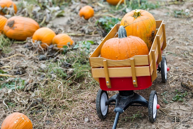 Harvest time on a large pumpkin farm.