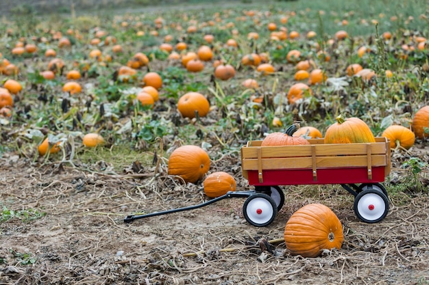 Harvest time on a large pumpkin farm.