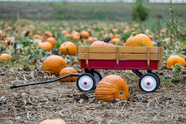 Harvest time on a large pumpkin farm.