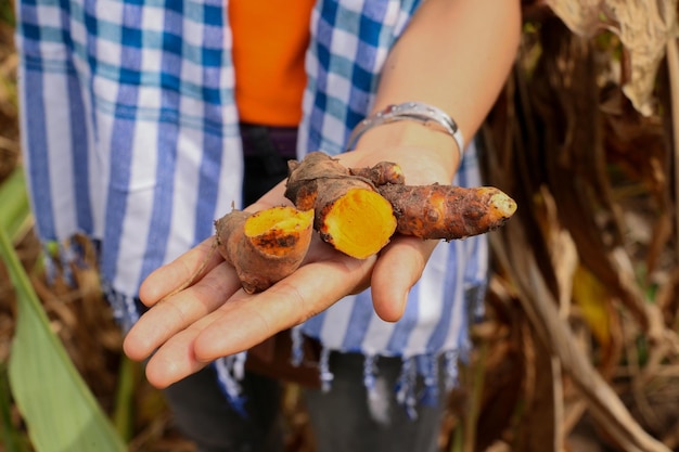 Photo harvest turmeric in the morning