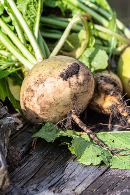 Harvest of turnips from the garden bed.
Food gardening on the table.