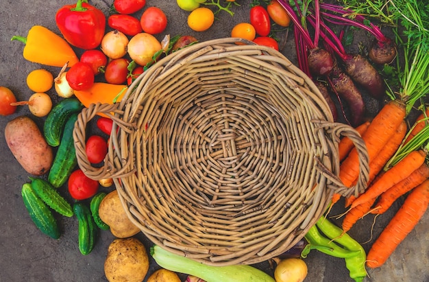 Photo harvest vegetables in the garden selective focus