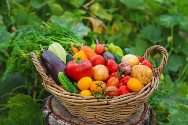 Harvest vegetables in the garden Selective focus