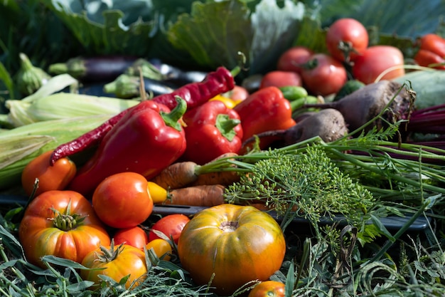 Harvest of vegetables harvested in the garden