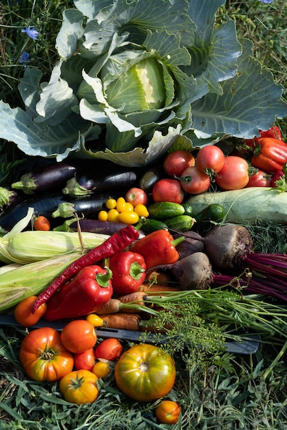 Harvest of vegetables harvested in the garden