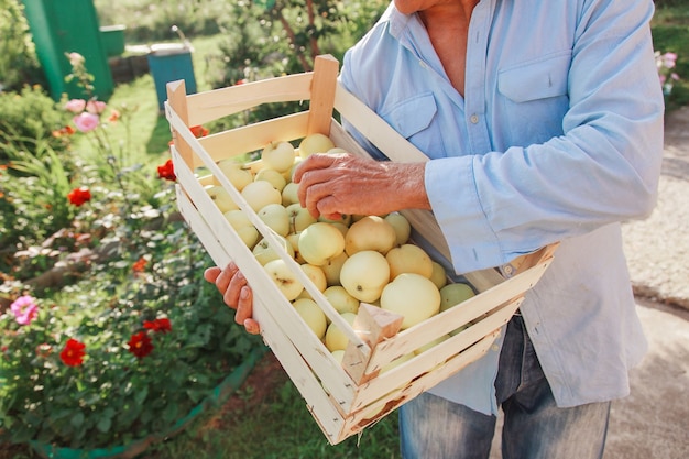 Harvest white apples in a wooden box products ready for export import of seasonal goods an elderly m...