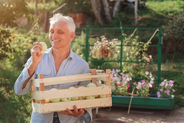 Harvest: white apples in a wooden box. products ready for
export. import of seasonal goods. an elderly man holds a box. the
gardener enjoys the fruits of his work