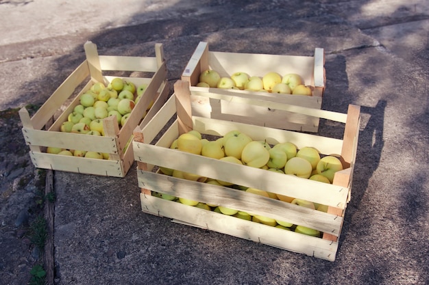 Harvest white apples in a wooden box products ready for export import of seasonal goods