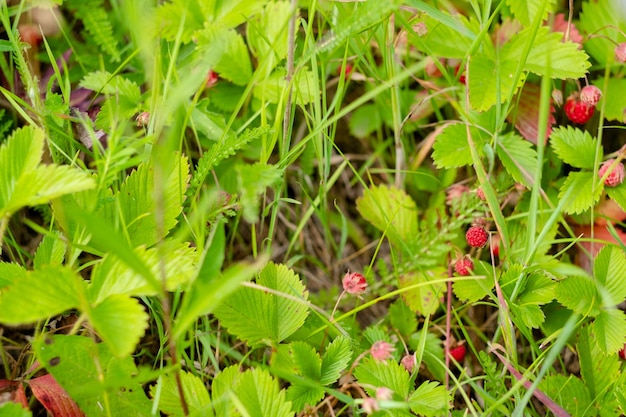 Harvest of wild strawberries top view Useful and natural berry grows in the forest