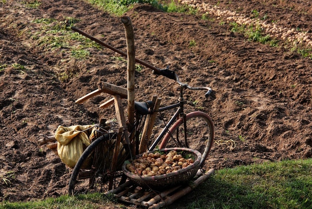 自転車で収穫