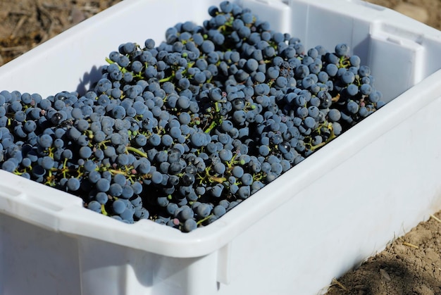 Harvested Cabernet Sauvignon grape's of Concha y Toro vineyard Santiago Maipo valley Chile